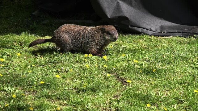 Close up of a wild groundhog, also known as a woodchuck, foraging for food and eating grass in a sunny backyard on a spring day