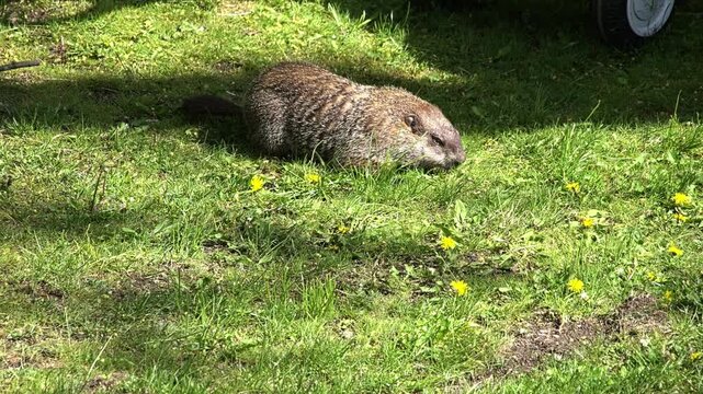 Adorable brown groundhog grazing on a green lawn in the bright sunlight. The wild woodchuck calmly eats fresh grass and yellow dandelion flowers