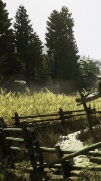 Amidst tall golden grasses and a rustic wooden fence, this peaceful scene shows natures elegance. Sunlight filters through trees, enhancing the tranquil atmosphere of the countryside.