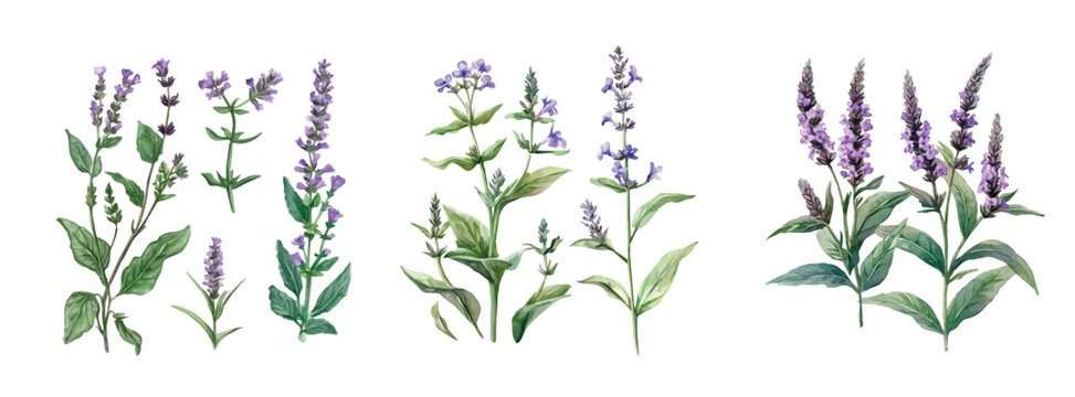 Lavender vector illustration, vervain herb painting set, Minimal yet artistic elements for creative designs. hand-drawn paint, Simple Illustration, EPS format, isolated on a white background, Plant 