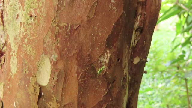 Closeup video of leafcutter ants carrying a piece of leaf over a tree trunk.	