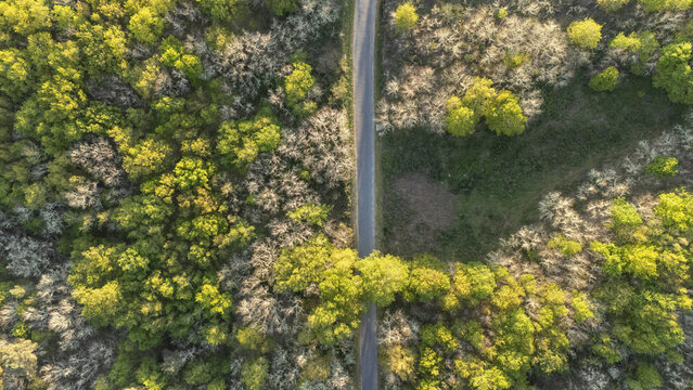 Aerial view of a narrow road passing through a lush forest with vibrant green and yellow foliage under bright sunlight Ourense, Province of Ourense, Spain.