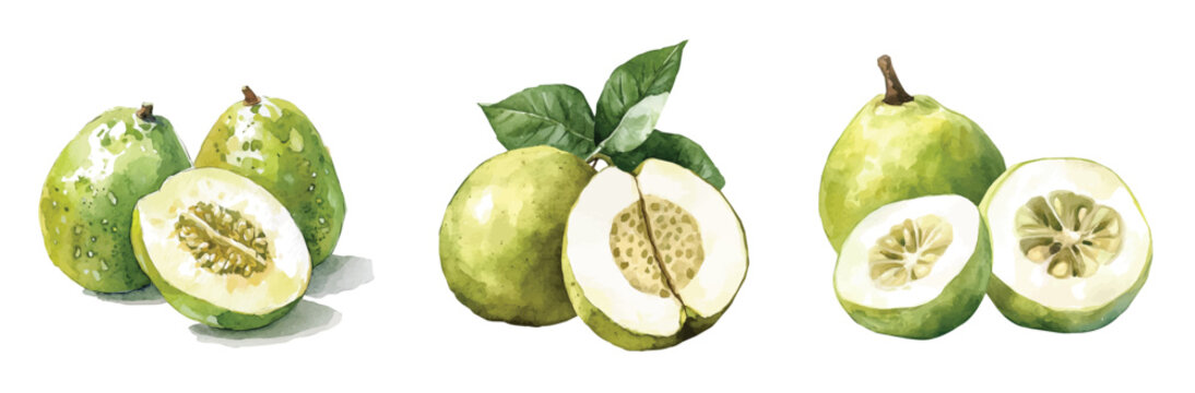 White sapote fruit painting set, Minimal yet artistic elements for creative designs. hand-drawn paint, Simple Illustration, EPS format, isolated on a white background