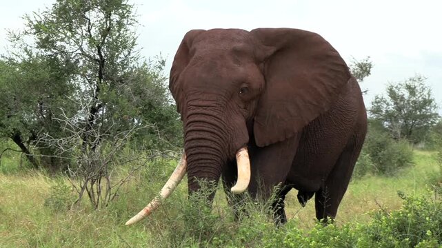 A large elephant bull moves elegantly through the savanna grass of Kruger National Park.