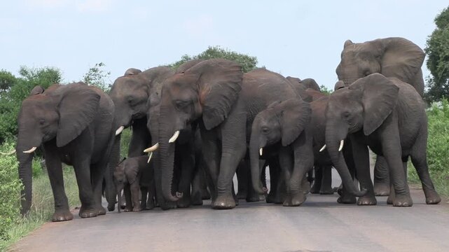 A large herd of elephants with small calves blocks the road before slowly moving forward together.