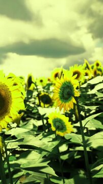 Golden sunflowers stretch toward the cloudy sky, their vibrant petals contrasting with the lush green leaves. The scene captures the essence of summer days beauty and serenity in nature.