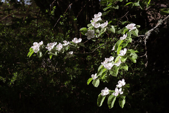 cognassier en fleurs