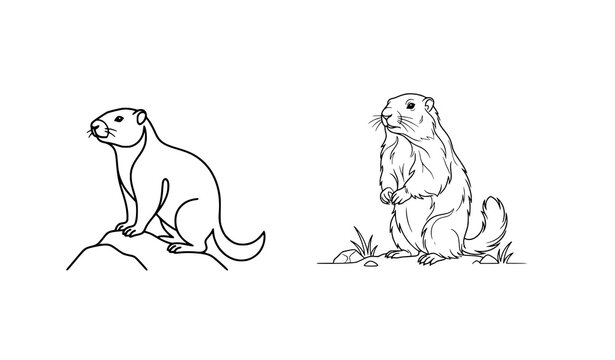 Continuous line art and detailed sketch of a wild groundhog standing on rocks vector illustration isolated on white