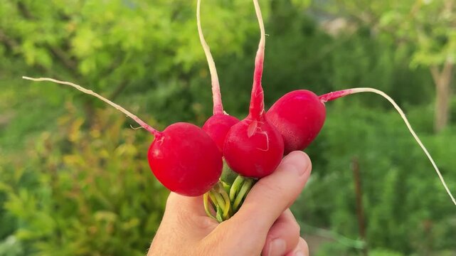 Freshly harvested red radishes in hand against green garden background