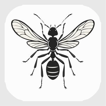 Illustration of a winged ant
