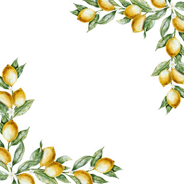 Watercolor Lemon Frame with citrus branches, leaves and blossoms. Illustration of Template for card for summer backgrounds, menu design, invitations. Art of citrus branches for cooking book.