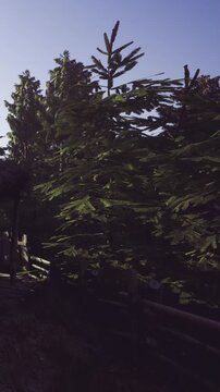 Tall green trees stand vibrant against the serene blue sky, creating a peaceful atmosphere in the countryside. The warm sunlight enhances their beauty in the afternoon glow.