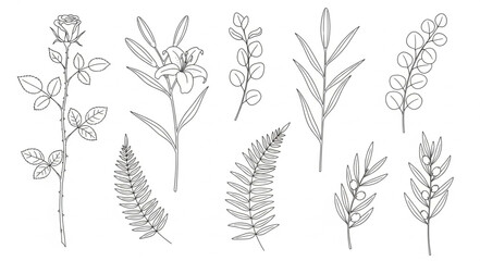 Collection of Hand Drawn Botanical Illustrations of Various Plants. © Kusuka