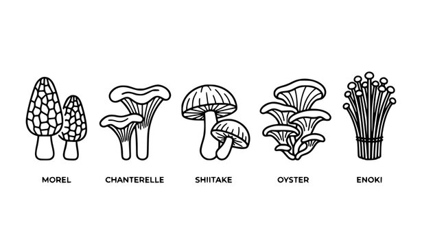 Black and white line drawing vector illustration of assorted edible mushrooms including morel, chanterelle, shiitake, oyster, and enoki