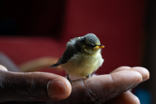 blue tit in hand