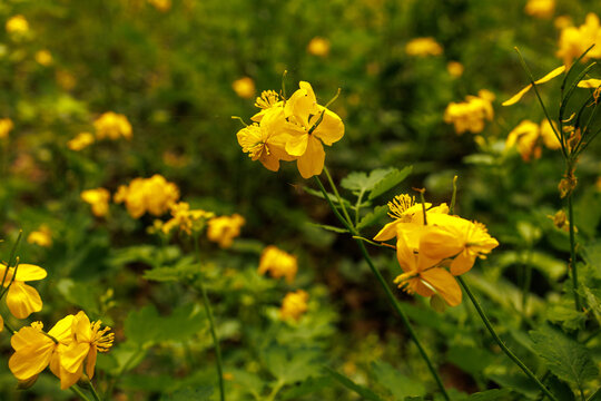 Yellow flowers of greater celandine (Chelidonium majus) growing in the wild with blurred background. The composition represents medicinal plants, nature harmony, and organic environment.