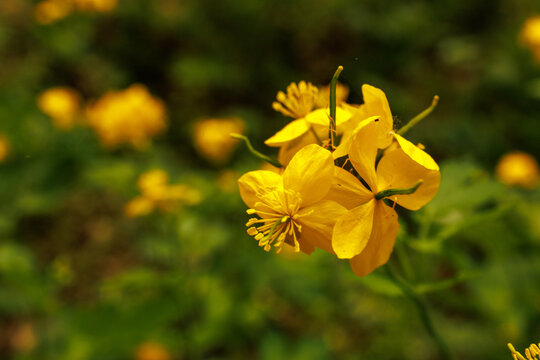Macro view of greater celandine flowers (Chelidonium majus) with vivid yellow petals and soft bokeh. The image emphasizes delicate structure, natural patterns, and botanical aesthetics.
