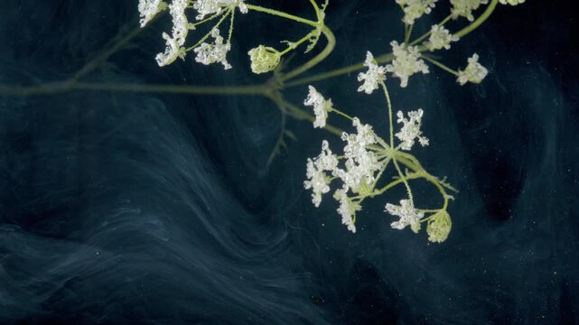 Hanging white umbel branch drifting through smoky ink, macro perspective reveals tiny buds and stems, serene atmosphere with slow motion feel and high