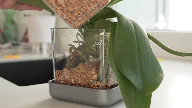 Pouring substrate into transparent pot for orchid repotting