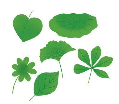 four leaf clove