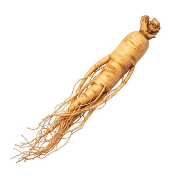 A single raw ginseng root featuring a thick main body with many thin fibrous branching rootlets isolated on transparent background
