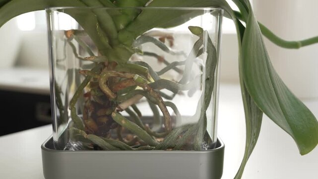 Repotting orchid process 