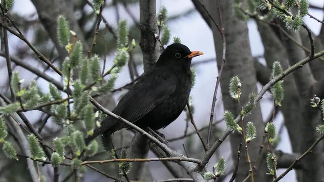 Large natural rock with green moss isolated white. morning roll call of blackbirds