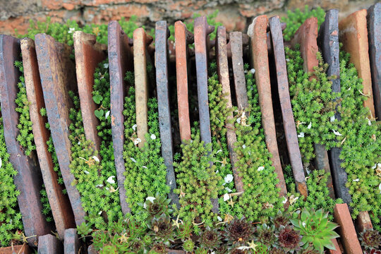 Closeup of Tasteless Stonecrop plants growing between old roof tiles, Warwickshire England
