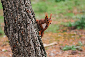 Obraz premium Squirrel peeking from behind a tree in a vibrant forest scene