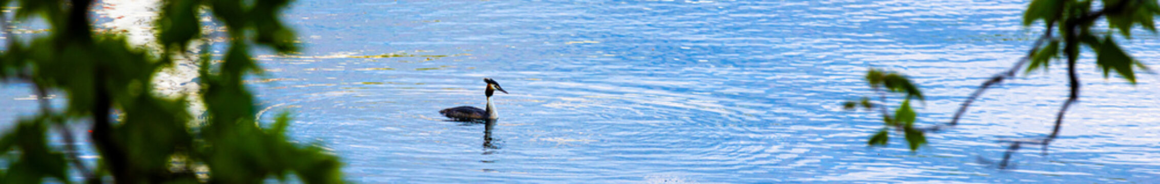 a great crested grebe on a lake panorama