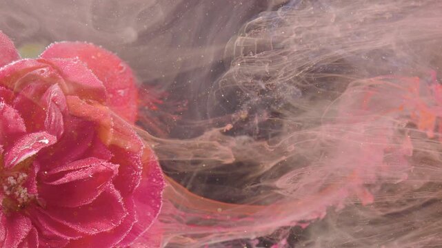 Pink bloom diffusing through cloudy ink, soft foggy atmosphere with suspended particles, dreamy studio composition suggesting vintage film or perfume