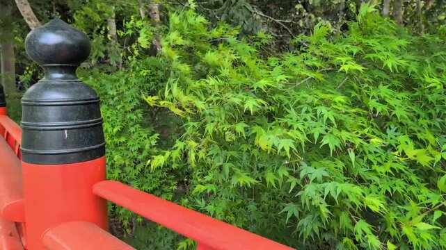擬宝珠（ぎぼし）と新緑のショート動画　日本、和風イメージの背景素材