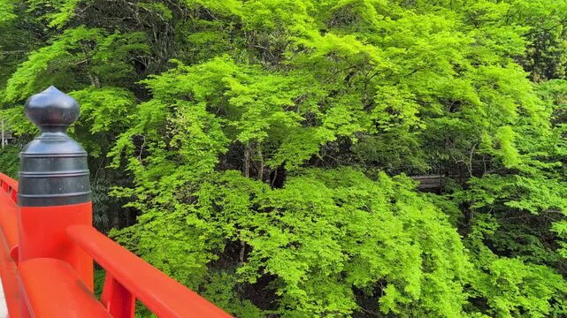 擬宝珠（ぎぼし）と新緑のショート動画　日本、和風イメージの背景素材