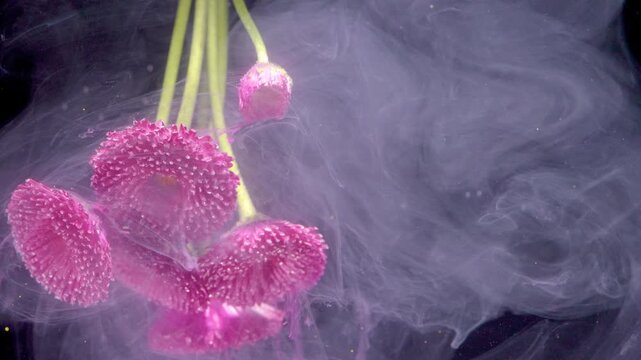 Hanging stems above ink clouds pompom flowers dangling into milky violet smoke, soft diffusion and gentle motion, studio black backdrop, meditative