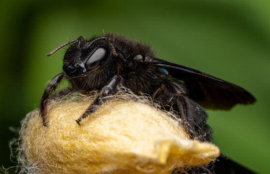 Black carpenter bee macro close-up on yellow surface with green background

Extreme macro of a black carpenter bee resting on a soft yellow surface, showing detailed texture of eyes, antennae and body