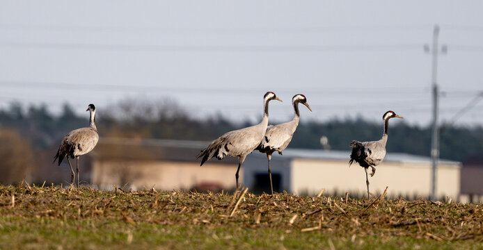 Gray Cranes In The Field