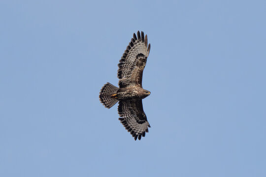 Common Buzzard Soaring