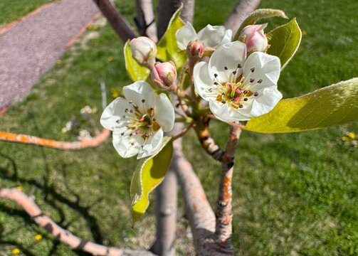 Extreme close-up of white blossoms and pink-tinged buds of a Pyrus communis, the common pear tree in early spring. The image captures the delicate texture of the petals, detailed stamens.