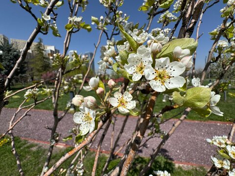 Extreme close-up of white blossoms and pink-tinged buds of a Pyrus communis, the common pear tree in early spring. The image captures the delicate texture of the petals, detailed stamens.