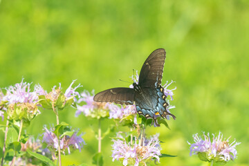 03023-03218 Eastern Tiger Swallowtail (Papilio glaucus) female black form on Wild Bergamot (Monarda fistulosa) Marion Co. IL © Daybreak Imagery