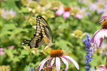 03017-01508 Giant Swallowtail (Papilio cresphontes) on Purple Coneflower (Echinacea purpurea) Marion Co. IL © Daybreak Imagery