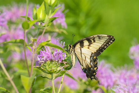 03023-03302 Eastern Tiger Swallowtail (Papilio glaucus) on Wild Bergamot (Monarda fistulosa) Marion Co. IL