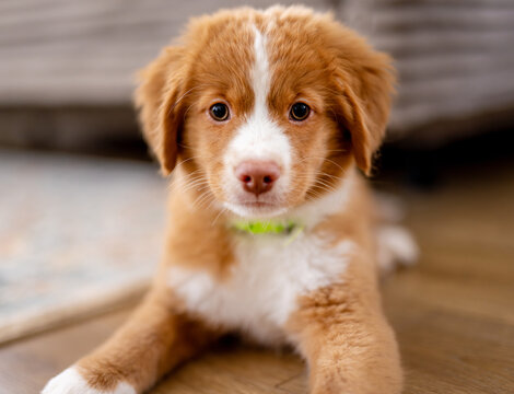 Toller Retriever Puppy Lying On Floor