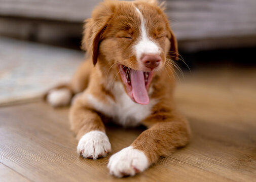 Toller Retriever Puppy Yawning