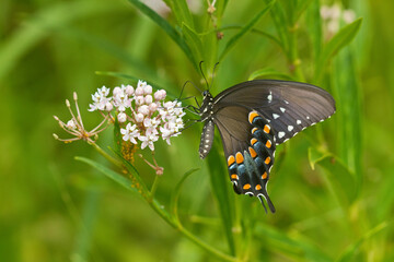 03029-01409 Spicebush Swallowtail butterfly (Papilio troilus) on Swamp Milkweed (Asclepias incarnata) Marion Co., IL © Daybreak Imagery