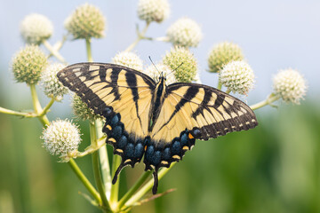 03023-03410 Eastern Tiger Swallowtail (Papilio glaucus) on Rattlesnake Master (Eryngium yuccifolium) Marion Co. IL © Daybreak Imagery