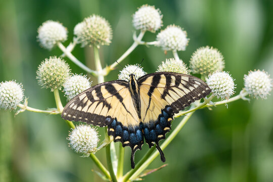 03023-03407 Eastern Tiger Swallowtail (Papilio glaucus) on Rattlesnake Master (Eryngium yuccifolium) Marion Co. IL