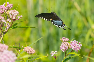 Fototapeta premium 03029-01712 Spicebush Swallowtail (Papilio troilus) in flight to Swamp Milkweed (Asclepias incarnata) Marion Co. IL