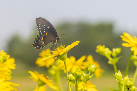 03029-01820 Spicebush Swallowtail (Papilio troilus) on Cup Plant (Silphium perfoliatum) Marion Co. IL