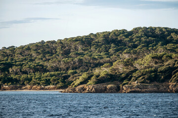 Naklejka premium Rocky coastline and dense Mediterranean pine forest on Porquerolles island with blue sea in the foreground